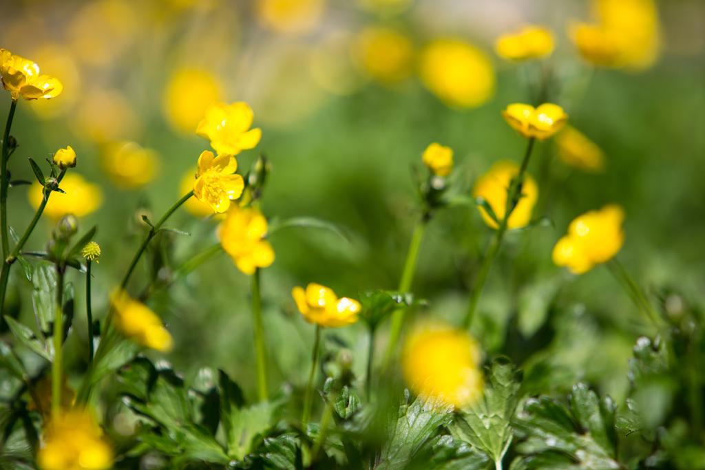 Bed and Breakfast Buttercup Hill Уорбертон Экстерьер фото